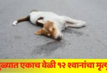 खळबळजनक ! धुळ्यात एकाच वेळी १२ श्वानांचा मृत्यू , नागरिकांमध्ये भीतीचे वातावरण