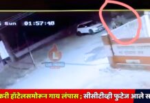 गावकरी हॉटेलसमोरून गाय लंपास ; सीसीटीव्ही फुटेज आले समोर !