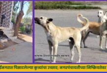 मुक्ताईनगरात पिसाटलेल्या कुत्र्यांचा उच्छाद; नगरपंचायतीच्या निष्क्रियतेवर संताप