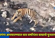 ज्ञानगंगा अभयारण्यात चार वर्षांनंतर वाघाचे पुनरागमन