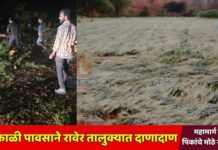 अवकाळी पावसाने रावेर तालुक्यात दाणादाण ; महामार्ग बंद, गहू पिकांचे मोठे नुकसान