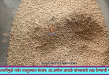 निकृष्ट ज्वारीमुळे रावेर तालुक्यात संताप; आ.अमोल जावळे यांच्याकडे लक्ष देण्याची मागणी