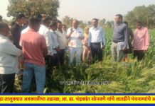 चोपडा तालुक्यात अवकाळीचा तडाखा; आ. प्रा. चंद्रकांत सोनवणे यांचे तातडीने पंचनाम्यांचे आदेश