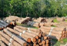 रावेर तालुक्यातून वाढली लाकूड तस्करी; वृक्षप्रेमींमध्ये संताप