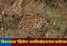 ‘त्या’ बिबट्याचा ‘व्हिसेरा’ शवविच्छेदनानंतर प्रयोगशाळेत