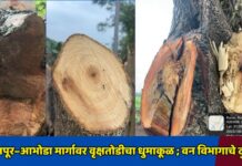 रसलपूर–आभोडा मार्गावर वृक्षतोडीचा धुमाकूळ ; वन विभागाचे दुर्लक्ष