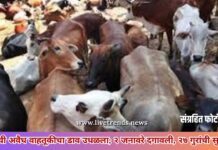 गुरांची अवैध वाहतूकीचा डाव उधळला; २ जनावरे दगावली, २७ गुरांची सुटका