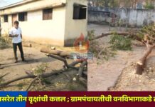 कळमसरेत तीन वृक्षांची कत्तल ; ग्रामपंचायतीची वनविभागाकडे तक्रार