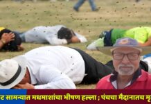 क्रिकेट सामन्यात मधमाशांचा भीषण हल्ला ; पंचचा मैदानातच मृत्यू