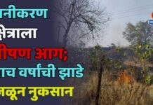 वनीकरण क्षेत्राला भीषण आग; पाच वर्षांची झाडे जळून नुकसान