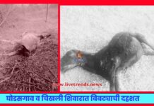 घोडसगाव व चिखली शिवारात बिबट्याची दहशत; महिनाभरात चार हल्ल्यांमुळे ग्रामस्थ भयभीत