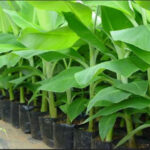 banana-tissyu-culture