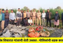 गडखांब शिवारात गांजाची शेती उध्वस्त : अमळनेर पोलिसांची धडक कारवाई !