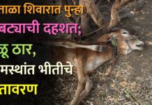 हरताळा शिवारात पुन्हा बिबट्याची दहशत; वळू ठार, ग्रामस्थांत भीतीचे वातावरण