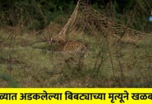 जाळ्यात अडकलेल्या बिबट्याच्या मृत्यूने खळबळ : वन विभागाकडून तपास सुरू