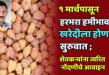 १ मार्चपासून हरभरा हमीभाव खरेदीला होणार सुरुवात ; शेतकऱ्यांना त्वरित नोंदणीचे आवाहन