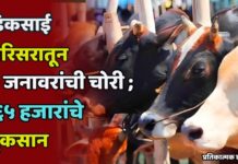 डिकसाई परिसरातून ७ जनावरांची चोरी ; ६५ हजारांचे नुकसान