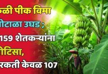 केळी पीक विमा घोटाळा उघड ; 4159 शेतकऱ्यांना नोटिसा, हरकती केवळ 107
