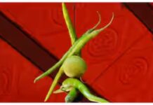 धक्कादायक ! राज्यात २ हजारांहून अधिक भोंदूंबाबांवर गुन्हे