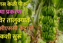 बोगस केळी पीक विमा प्रकरण : रावेर तालुक्यात ५ सीएससी केंद्रांची चौकशी सुरू