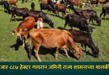 ७ हजार ८८७ हेक्टर गायरान जमिनी राज्य शासनाच्या मालकीची !