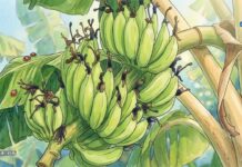 केळी पिक विमा प्रस्तावांची पडताळणीची प्रक्रिया सुरू