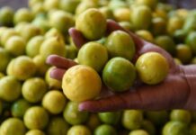 उन्हाच्या झळांसोबत लिंबूचे दर उसळीवर !