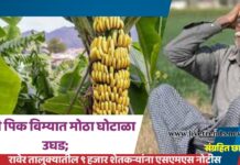 केळी पिक विम्यात मोठा घोटाळा उघड; रावेर तालुक्यातील ९ हजार शेतकऱ्यांना एसएमएस नोटीस