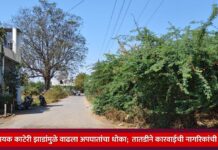 धोकादायक काटेरी झाडांमुळे वाढला अपघातांचा धोका; तातडीने कारवाईची नागरिकांची मागणी