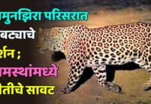 जामुनझिरा परिसरात बिबट्याचे दर्शन ; ग्रामस्थांमध्ये भीतीचे सावट