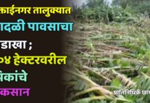 मुक्ताईनगर तालुक्यात वादळी पावसाचा तडाखा ; ४०४ हेक्टरवरील पिकांचे नुकसान