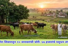 जांभोरा शिवारातून १० जनावरांची चोरी; ६७ हजारांचे पशुधन लंपास !