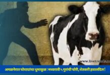 अमळनेरात चोरट्यांचा धुमाकूळ : मध्यरात्री ५ गुरांची चोरी, शेतकरी हवालदिल !