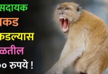 त्रासदायक माकड पकडल्यास मिळतील ६०० रुपये !