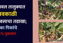 यावल तालुक्यात अवकाळी पावसाचा तडाखा; मका पिकांचे ८०% नुकसान