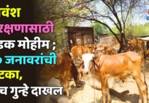 गोवंश संरक्षणासाठी धडक मोहीम ; ६७ जनावरांची सुटका, पाच गुन्हे दाखल