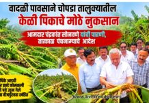 वादळी पावसाने चोपडा तालुक्यातील केळी पिकाचे मोठे नुकसान; आमदार चंद्रकांत सोनवणे यांची पाहणी