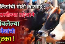 पोलिसांची मोठी कारवाई ; कत्तलीच्या उद्देशाने डांबलेल्या ४ बैलांची सुटका !