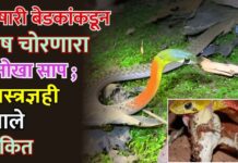 विषारी बेडकांकडून विष चोरणारा अनोखा साप ; शास्त्रज्ञही झाले चकित