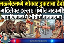 अमळनेरमध्ये मोकाट डुकरांचा हैदोस; महिलेवर हल्ला करून गंभीर जखमी