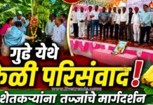 गुढे येथे केळी परिसंवाद; शेतकऱ्यांना तज्ज्ञांचे मार्गदर्शन