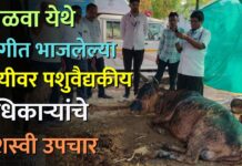 साळवा येथे आगीत भाजलेल्या गायीवर पशुवैद्यकीय अधिकाऱ्यांचे यशस्वी उपचार