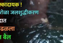 धक्कादायक ! सारोळा जलशुद्धीकरण केंद्रात आढळला मृत बैल