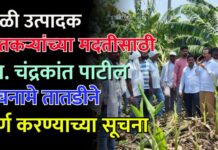 केळी उत्पादक शेतकऱ्यांच्या मदतीसाठी आ. चंद्रकांत पाटील बांधावर ; पंचनामे तातडीने पूर्ण करण्याच्या सूचना