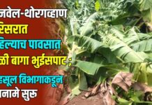 मनवेल-थोरगव्हाण परिसरात पहिल्याच पावसात केळी बागा भुईसपाट ; महसूल विभागाकडून पंचनामे सुरू