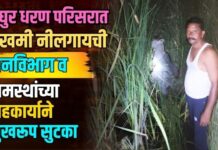वाघुर धरण परिसरात जखमी नीलगायची वनविभाग व ग्रामस्थांच्या सहकार्याने सुखरूप सुटका