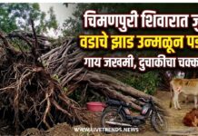 चिमणपुरी शिवारात जुने वडाचे झाड उन्मळून पडले; गाय जखमी, दुचाकीचा चक्काचूर