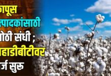 कापूस उत्पादकांसाठी मोठी संधी ; महाडीबीटीवर अर्ज सुरू