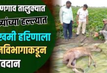 धरणगाव तालुक्यात कुत्र्यांच्या हल्ल्यात जखमी हरिणाला वनविभागाकडून जीवदान