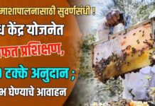 मधमाशापालनासाठी सुवर्णसंधी ! मध केंद्र योजनेत मोफत प्रशिक्षण, ५० टक्के अनुदान ; लाभ घेण्याचे आवाहन
